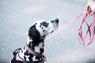 Dalmatian dog with pink pet leash at park
