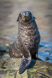 Antarctic fur seal pup stretching on rock