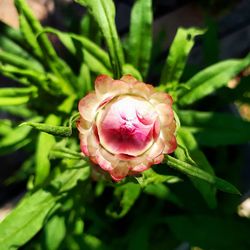 Close-up of pink rose blooming outdoors