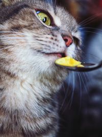 Close-up of cat eating food