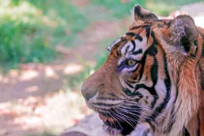 Close-up of tiger looking away on field