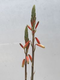 Close-up of red rose against white background