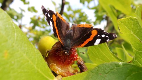 Close-up of butterfly on leaf