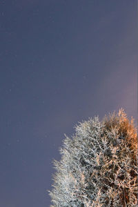 Low angle view of cactus against sky during winter
