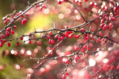 Close-up of fruits on tree