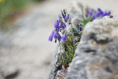 Close-up of purple flowering plant on rock