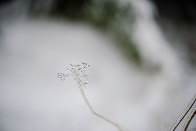 Close-up of spider web on flower