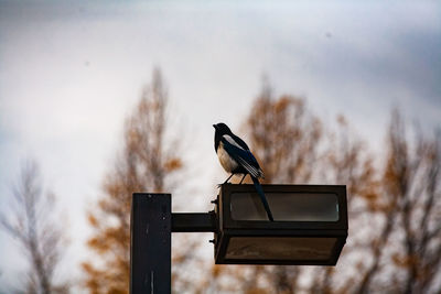 Low angle view of bird perching on pole against sky
