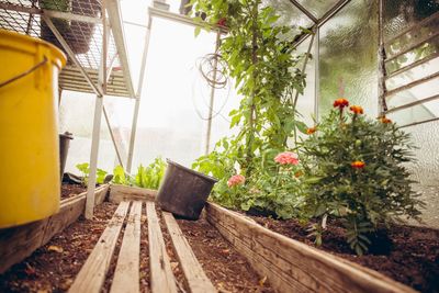 Potted plants in greenhouse