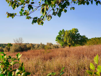 Trees on field against clear sky