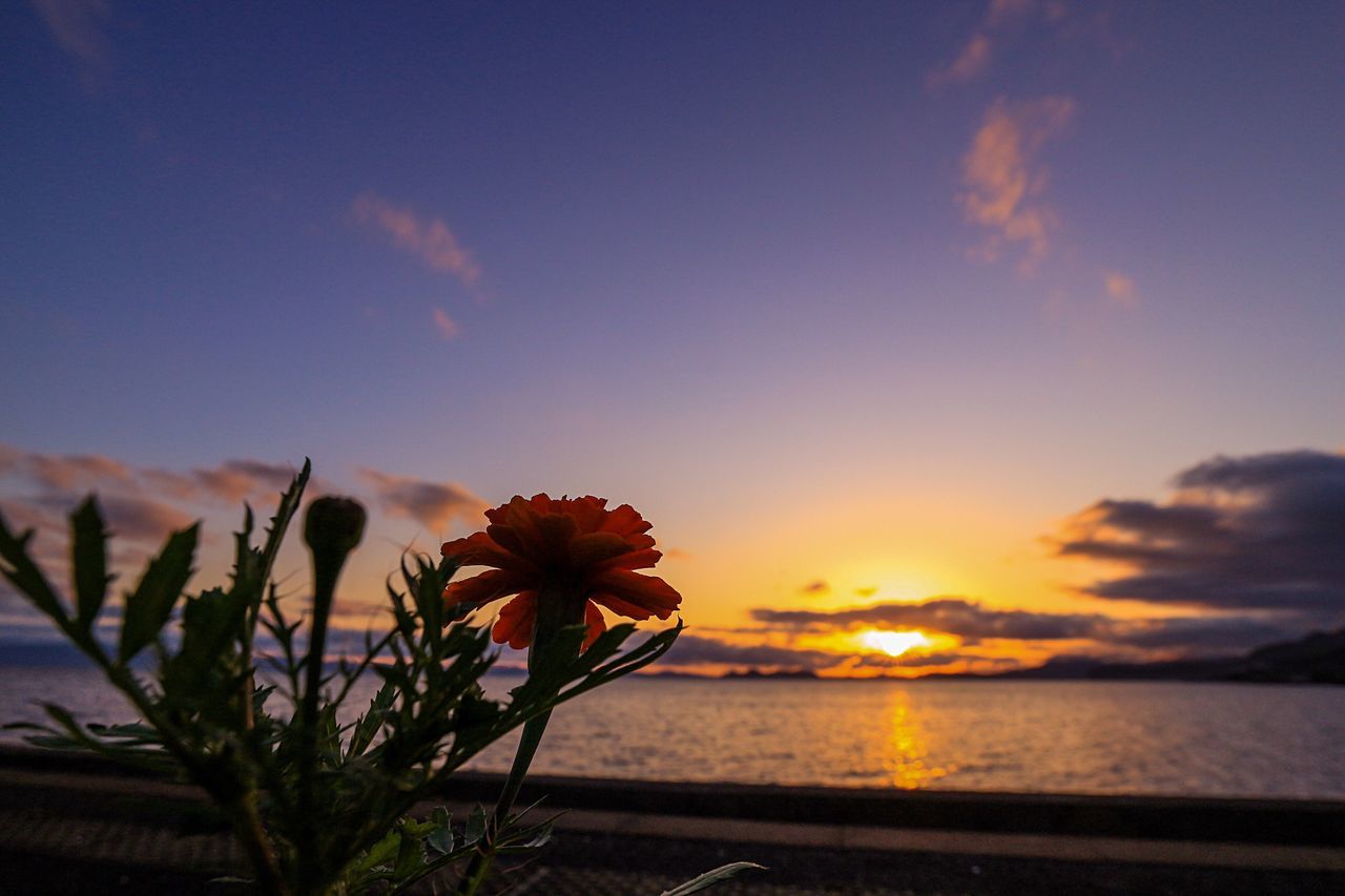 sunset, sea, sky, horizon over water, beauty in nature, water, beach, tranquil scene, scenics, nature, tranquility, sun, flower, shore, orange color, cloud - sky, idyllic, sunlight, cloud, plant