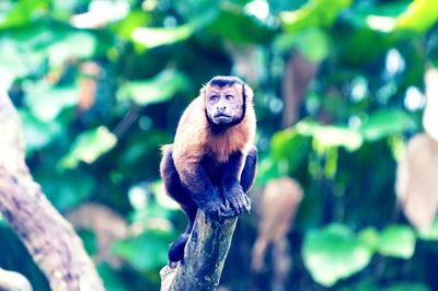 Portrait of monkey on tree