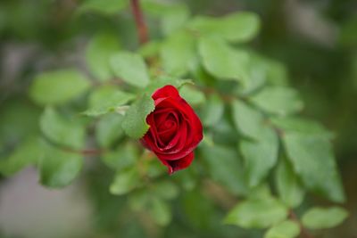 Close-up of red rose
