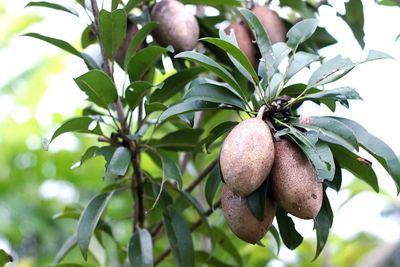 Close-up of fruits growing on tree