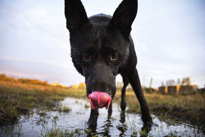 Portrait of dog with ball on field