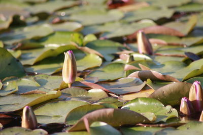 Close-up of lotus water lily