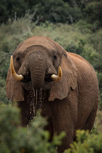 Close-up of elephant standing outdoors