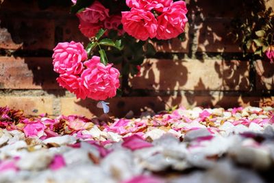 Close-up of pink roses