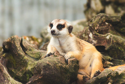Cute meerkat suricata looking with curiousness on tree. close-up animal in nature wildlife.