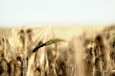 Crops growing on field