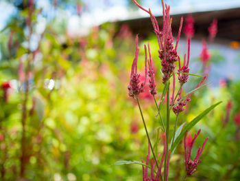 Close-up of pink flowers