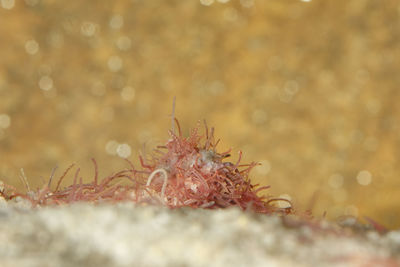 Close-up of crab on the beach