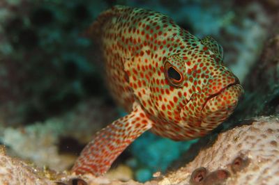 Close-up of fish in sea