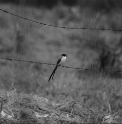 Bird perching on a power line