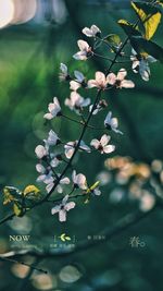 Close-up of cherry blossoms on tree