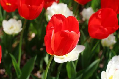 Detail shot of flowers