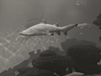 Fish swimming in sea