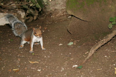 High angle view of squirrel on land