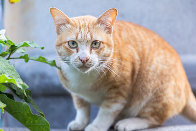 Close-up portrait of a cat