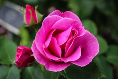 Close-up of pink rose