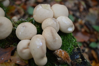 Close-up of mushrooms growing on field