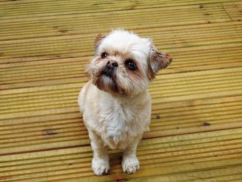 Portrait of puppy