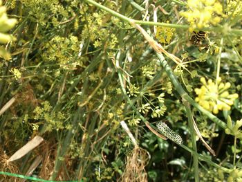Close-up of insect on plant