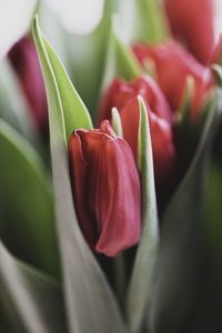 Close-up of red tulip