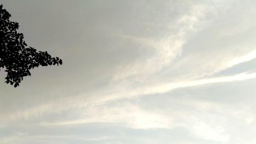 Low angle view of tree against sky