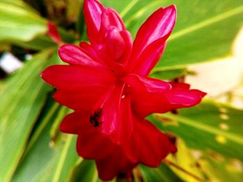 Close-up of pink flower blooming outdoors