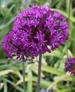 Close-up of purple flowers blooming