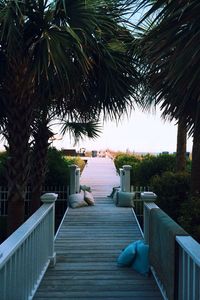 Boardwalk leading towards trees