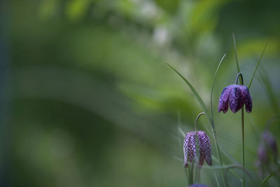 Close-up of purple flower blooming outdoors