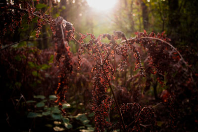 Close up of branch in forest