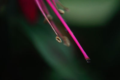 Close-up of water drops on pink flower