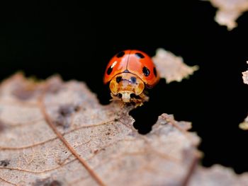 Close-up of ladybug on leaf