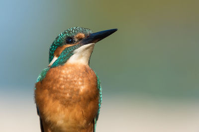 Close-up of a bird looking away