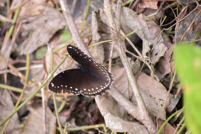 Close-up of butterfly on leaves