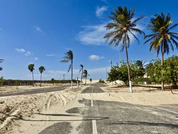 Palm trees on beach against sky