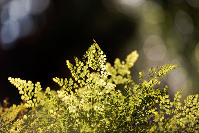 Close-up of yellow flowering plant on field